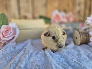 Meerschweinchen, weiblich - Glatthaar, Creme California Schokolade