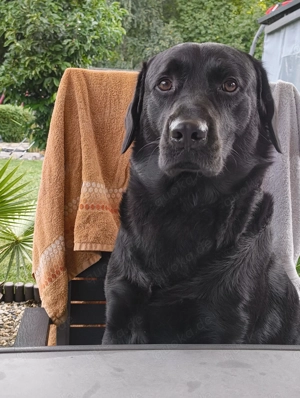 Verkaufe Labrador Rüde 2 Jahre alt 