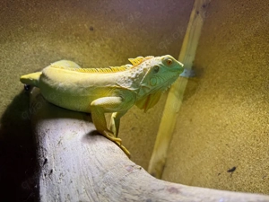 Iguana Iguana Leguan Weibchen