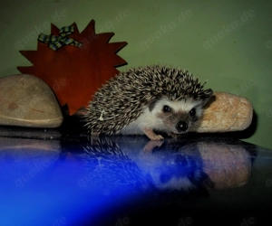 bildschöne, sehr zahme, junge Weißbauchigel - liebenswerte Traumigel  