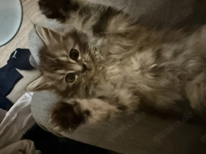 Süße Bkh Ekh mix longhair und shorthair