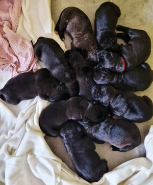 Cane Corso Labrador Mix 