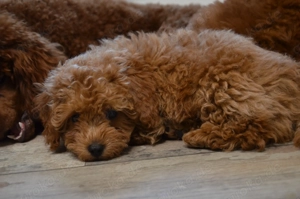 Ein kleines Herz sucht seinen Lieblingsplatz in Berlin! 