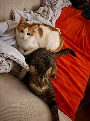 Tesla und Olmo - Zu Hause gesucht