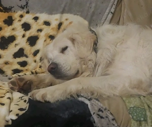 Familien Hof und Wach Hund 