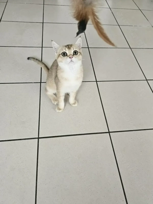 Britisch kurzhaar golden shaded