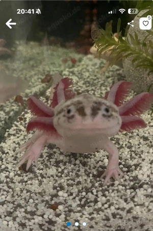 suche axolotl Weiß