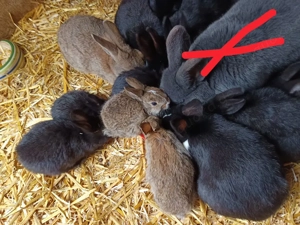13 Kaninchen abzugeben 