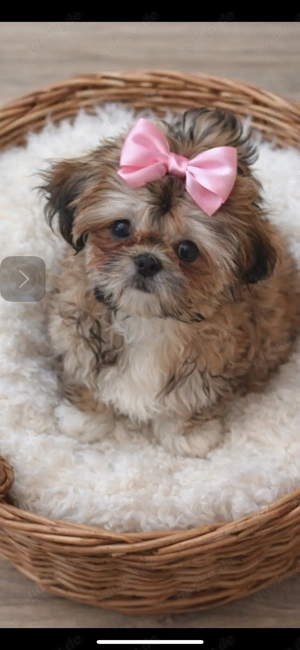 Shi Tzu welpen mädchen 