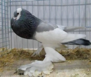 tauben kröpher vögel 