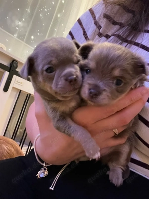   Zwei süße Chihuahua-Welpen Blue and tan langhaar und kurzhaar   