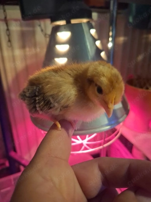 2 Schwedische Blumenhuhn Küken 