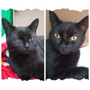 Schwarzer Diamant such neues Zuhause