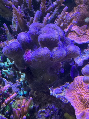 Discosoma blau Scheibenanemone Acropora Stylophora Bild 7