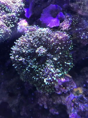 Discosoma blau Scheibenanemone Acropora Stylophora Bild 2