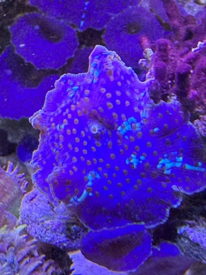 Discosoma blau Scheibenanemone Acropora Stylophora Bild 3