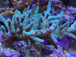 Discosoma blau Scheibenanemone Acropora Stylophora Bild 5