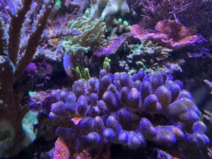 Discosoma blau Scheibenanemone Acropora Stylophora Bild 6