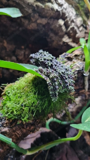 theloderma corticale nz