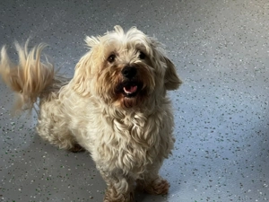 Lio   ein sanfter Senior auf der Suche nach einem Zuhause