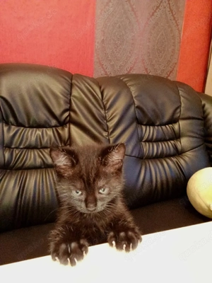 kleine katze Bild 3