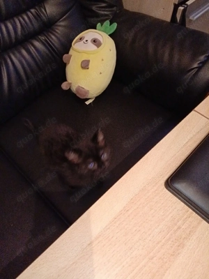 kleine katze Bild 2