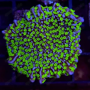 Korallenableger SPS und LPS Bild 2