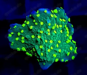 Korallenableger SPS und LPS Bild 7