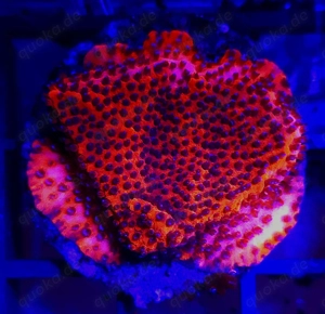 Korallenableger SPS und LPS Bild 4