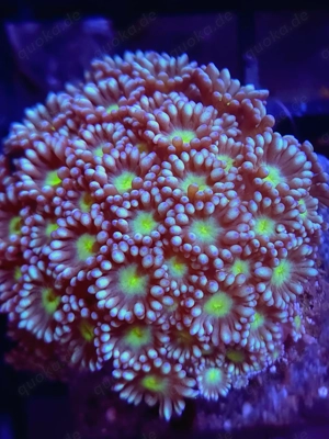 Korallenableger SPS und LPS Bild 12