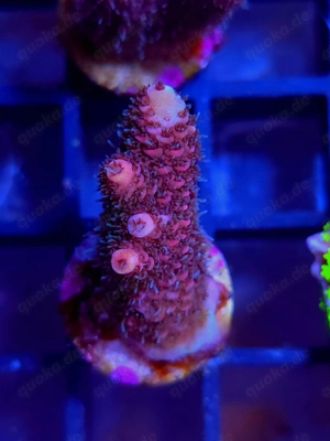 Korallenableger SPS und LPS Bild 10