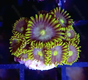 Korallenableger SPS und LPS Bild 11