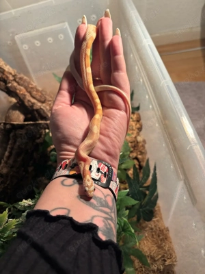 Kornnatter Jungtier NZ 2025 Amelanistic