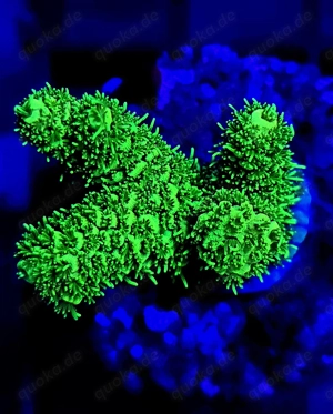 Korallenableger SPS und LPS Bild 8