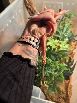 Kornnatter Jungtier Amel Striped