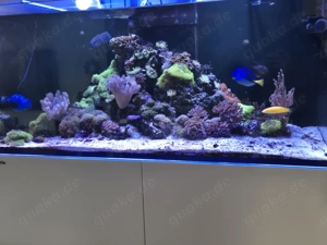 Meerwasser Aquarium Redsea Reefer 350 mit allem was man braucht  Bild 4
