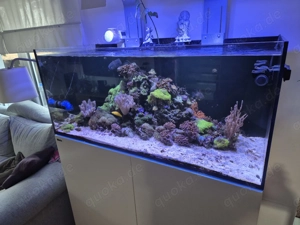 Meerwasser Aquarium Redsea Reefer 350 mit allem was man braucht  Bild 2