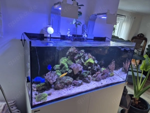 Meerwasser Aquarium Redsea Reefer 350 mit allem was man braucht  Bild 3