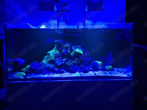 Meerwasser Aquarium Redsea Reefer 350 mit allem was man braucht  Bild 5