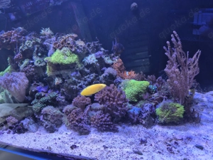 Meerwasser Aquarium Redsea Reefer 350 mit allem was man braucht  Bild 7