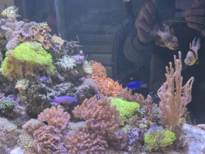 Meerwasser Aquarium Redsea Reefer 350 mit allem was man braucht  Bild 9