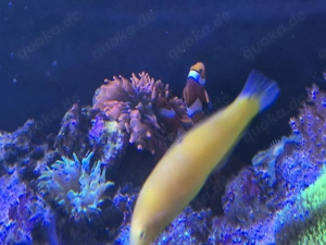 Meerwasser Aquarium Redsea Reefer 350 mit allem was man braucht  Bild 6