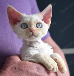 Devon Rex Kitten reinrassig , Stammbaum, EU-Impfausweis, Gesundheitsbescheinigung