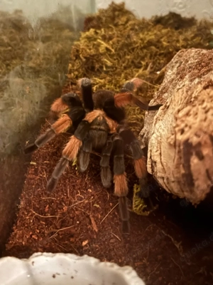 Brachypelma Emilia NZ 2023 männlich