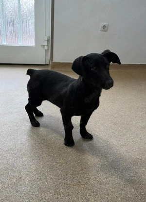 Sissi   junge Dackel-Mix-Hündin auf der Suche nach ihrem Glück