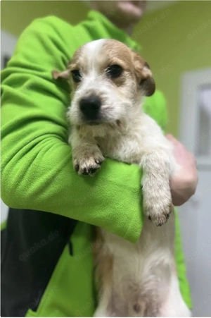 Bilbo   kleiner Entdecker mit großem Herzen