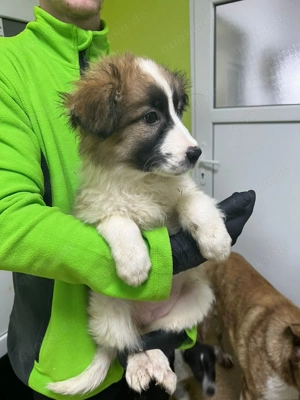 BAILEY   liebevolle Junghündin sucht ihre Familie