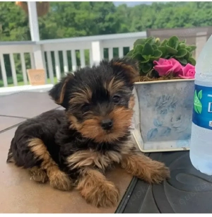 Niedliche Yorkshire-Terrier-Welpen (männlich und weiblich), 12 Wochen alt, 