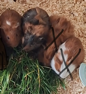 Meerschweinchen Babys 