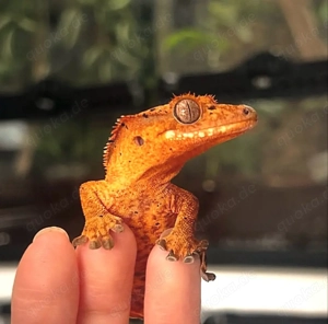 0.2 Kronengeckos (Correlophus ciliatus)